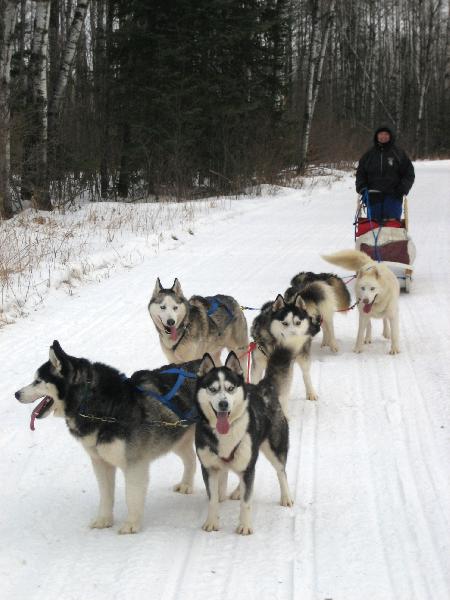 Dog sled rides, demos, weekend trips, educational programs in Minnesota MN